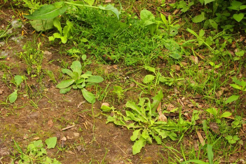 12 Red Flags That Can Trigger an HOA Letter About Your Yard