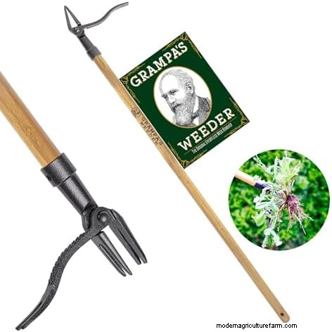 12 Red Flags That Can Trigger an HOA Letter About Your Yard