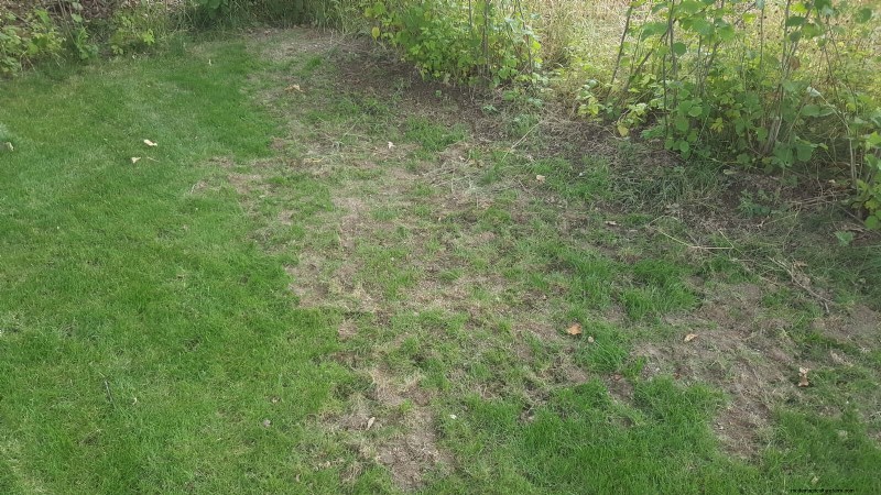 12 Red Flags That Can Trigger an HOA Letter About Your Yard