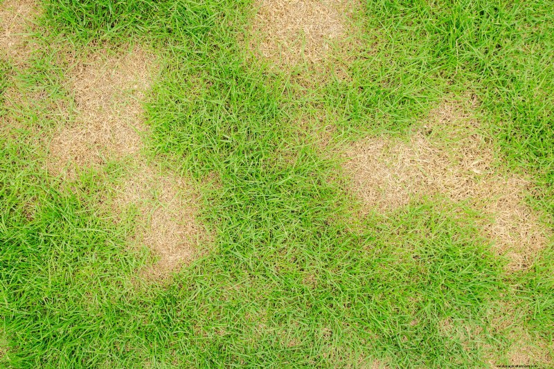 Avoid August Lawn Damage: 11 Essential Watering Fixes for June