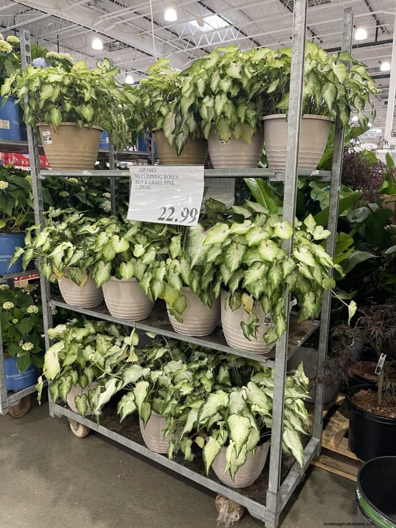 Costco 2026 Garden Finds: 18 Must‑See Items & Prices