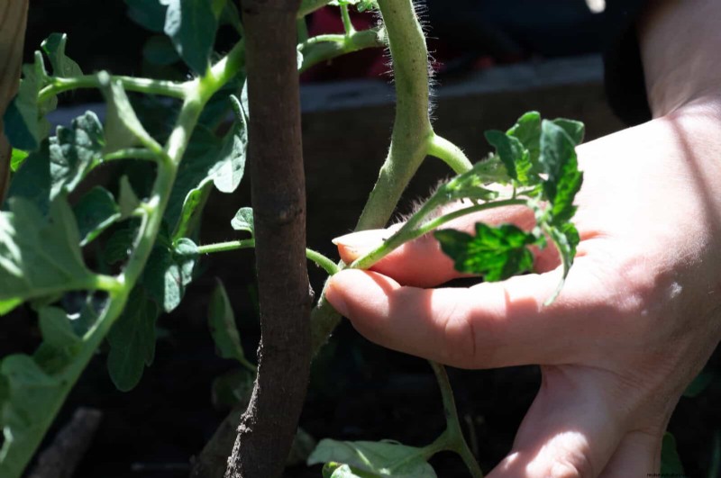 Why Gardens Falter by Mid‑July – 13 Proven Fixes