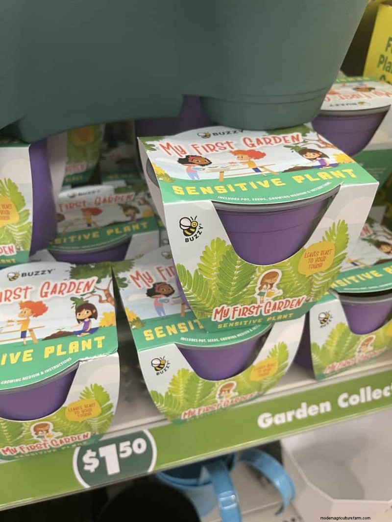 We Found 26 Garden Bargains at Dollar Tree, Some as Low as $1.50