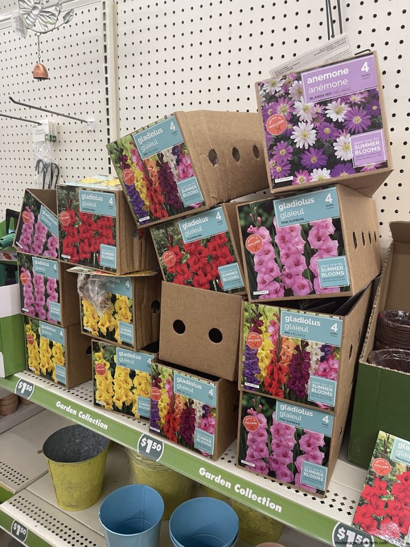 We Found 26 Garden Bargains at Dollar Tree, Some as Low as $1.50
