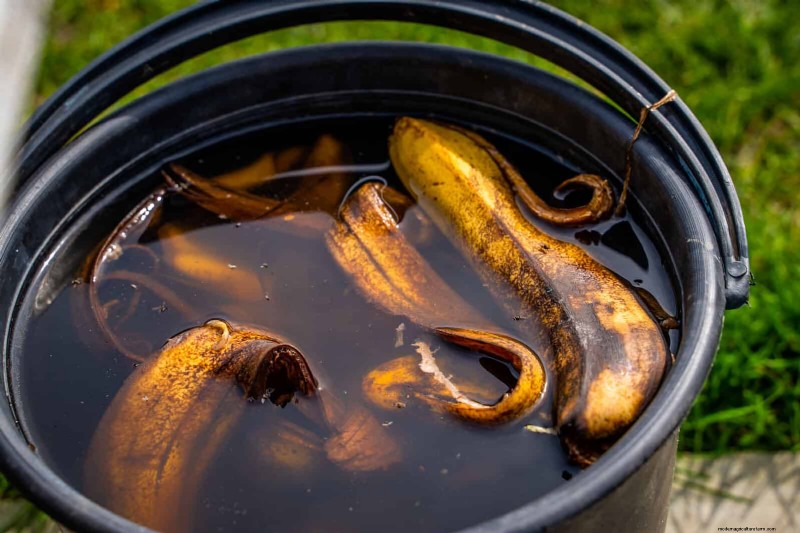 15 Kitchen Scraps That Double as Garden Fertilizer