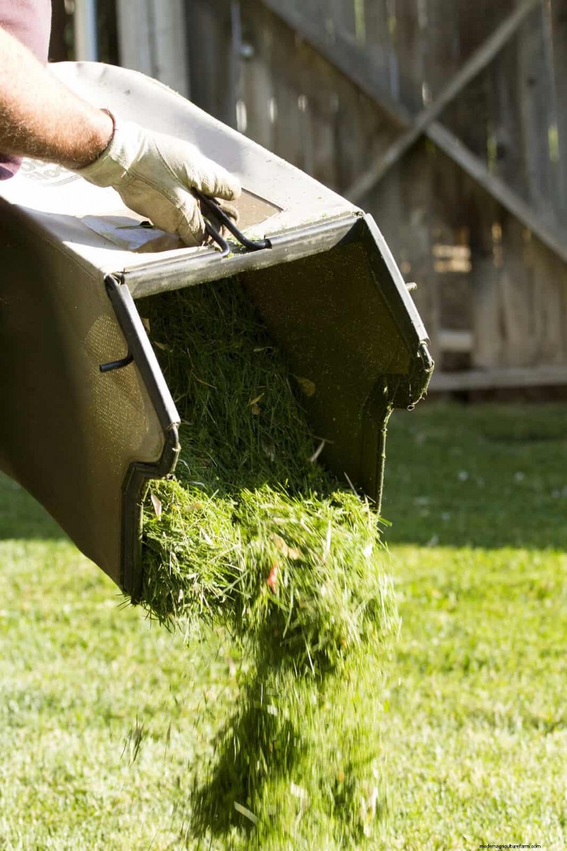 15 Zero‑Cost Household Fertilizer Alternatives That Nourish Your Garden