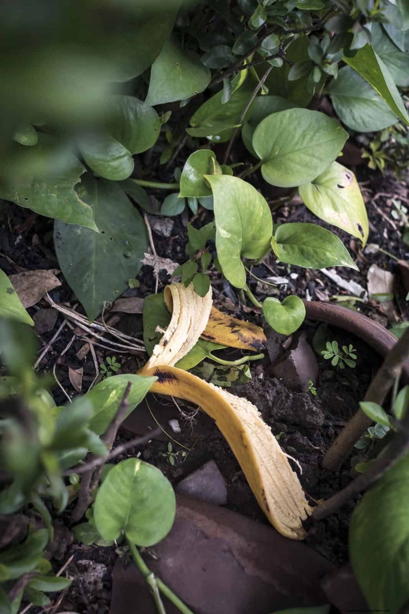 15 Zero‑Cost Household Fertilizer Alternatives That Nourish Your Garden