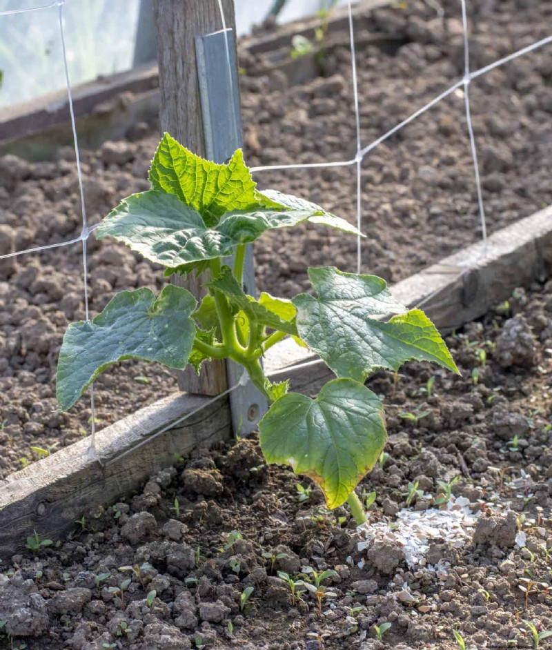 15 Zero‑Cost Household Fertilizer Alternatives That Nourish Your Garden