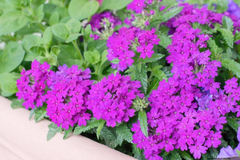 15 Stunning Window Box Designs to Boost Your Home’s Curb Appeal