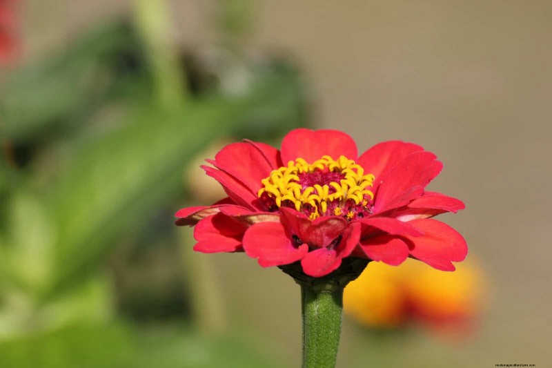 18 Heat‑Resistant Annuals That Keep Blooming Through Sweltering Summers