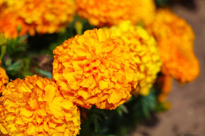 18 Heat‑Resistant Annuals That Keep Blooming Through Sweltering Summers