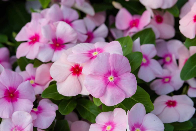 18 Heat‑Resistant Annuals That Keep Blooming Through Sweltering Summers