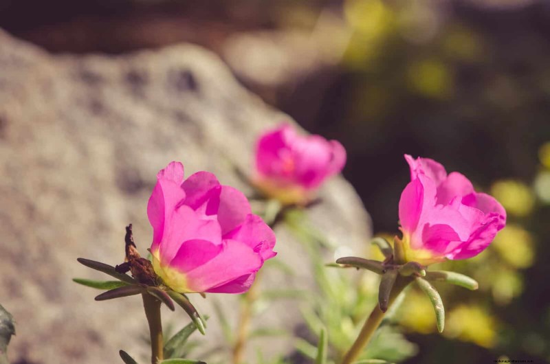 18 Heat‑Resistant Annuals That Keep Blooming Through Sweltering Summers