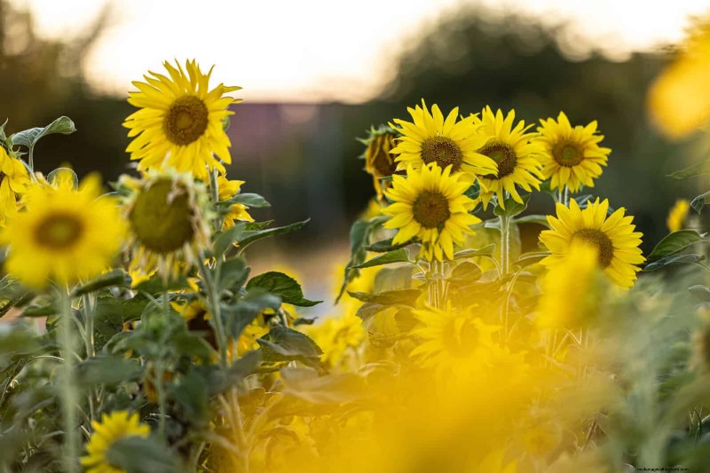 18 Heat‑Resistant Annuals That Keep Blooming Through Sweltering Summers