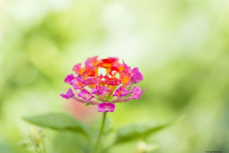 18 Heat‑Resistant Annuals That Keep Blooming Through Sweltering Summers