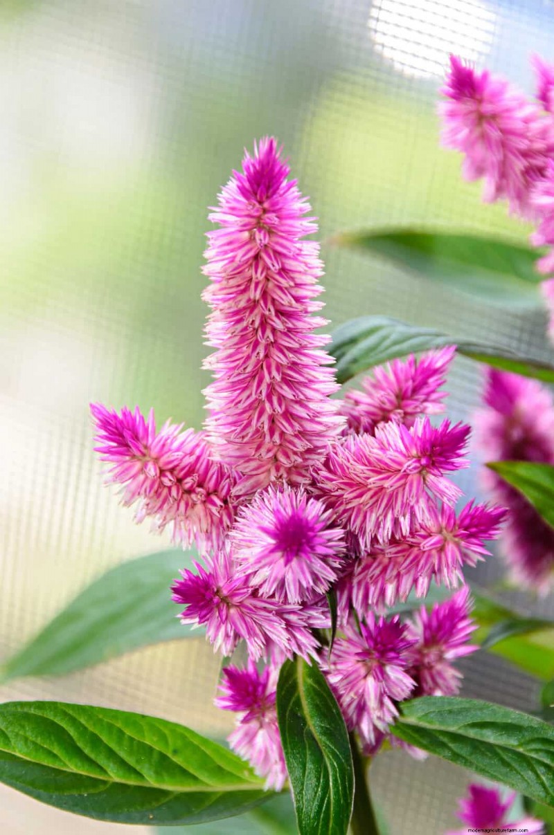 18 Heat‑Resistant Annuals That Keep Blooming Through Sweltering Summers
