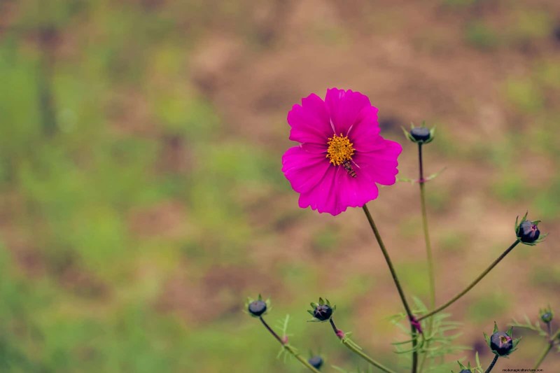 18 Heat‑Resistant Annuals That Keep Blooming Through Sweltering Summers