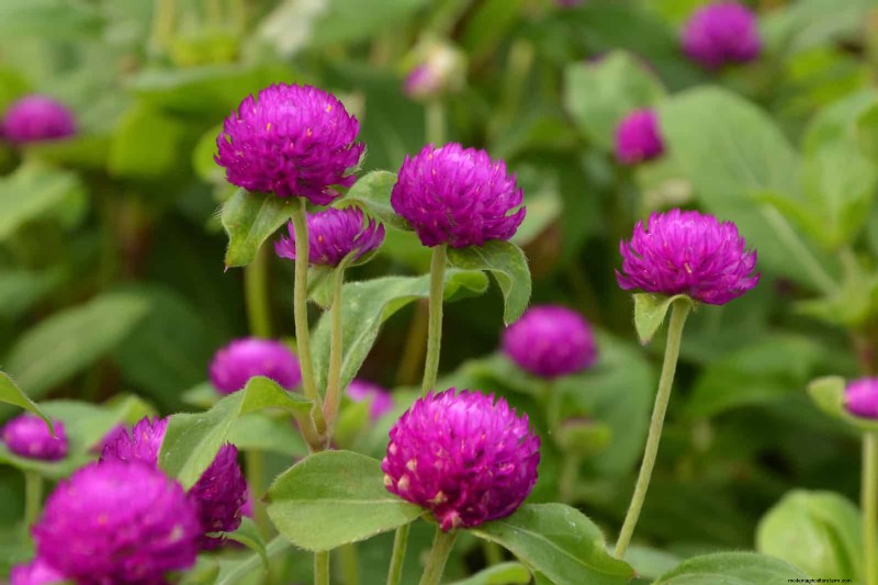 18 Heat‑Resistant Annuals That Keep Blooming Through Sweltering Summers
