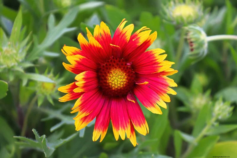 18 Heat‑Resistant Annuals That Keep Blooming Through Sweltering Summers