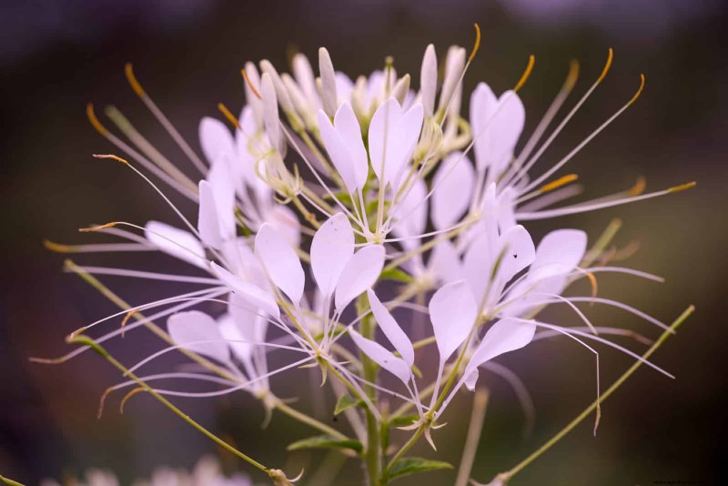 18 Heat‑Resistant Annuals That Keep Blooming Through Sweltering Summers