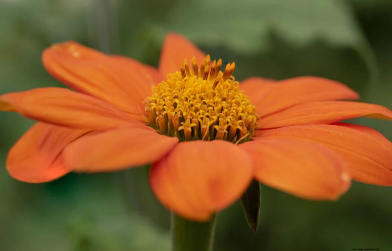18 Heat‑Resistant Annuals That Keep Blooming Through Sweltering Summers