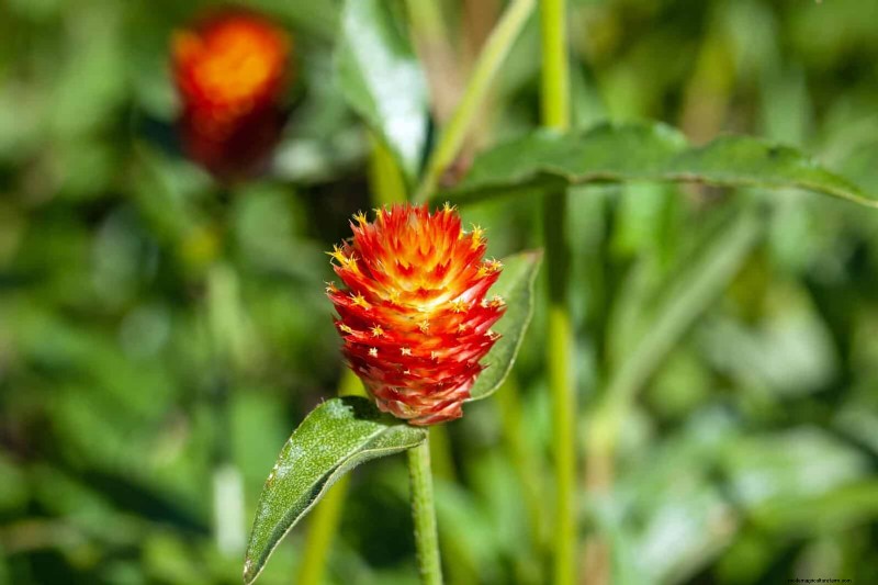 18 Heat‑Resistant Annuals That Keep Blooming Through Sweltering Summers