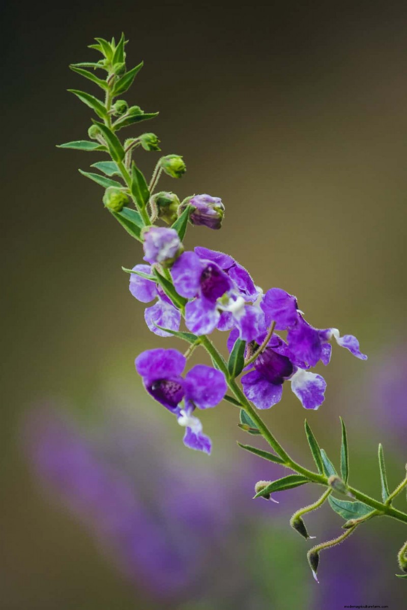 18 Heat‑Resistant Annuals That Keep Blooming Through Sweltering Summers