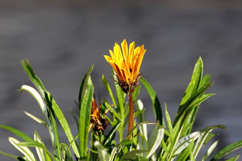18 Heat‑Resistant Annuals That Keep Blooming Through Sweltering Summers