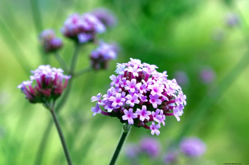 18 Heat‑Resistant Annuals That Keep Blooming Through Sweltering Summers