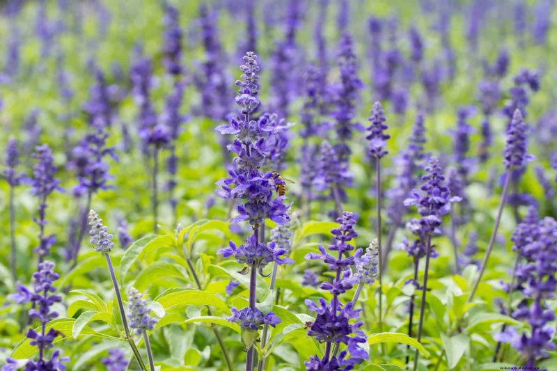 18 Heat‑Resistant Annuals That Keep Blooming Through Sweltering Summers