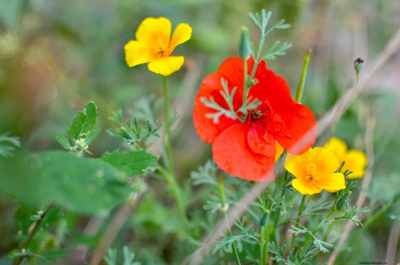 18 Heat‑Resistant Annuals That Keep Blooming Through Sweltering Summers
