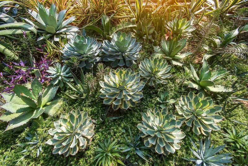 15 Succulents That Thrive Through Summer Downpours—Expert Guide to Rain‑Resistant Plants