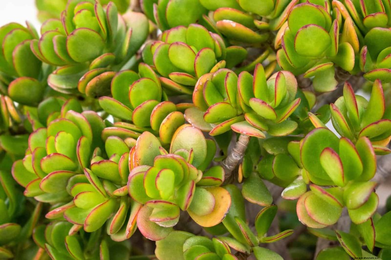 15 Succulents That Thrive Through Summer Downpours—Expert Guide to Rain‑Resistant Plants