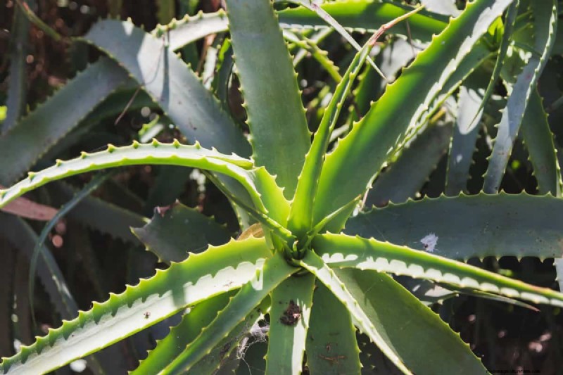 15 Succulents That Thrive Through Summer Downpours—Expert Guide to Rain‑Resistant Plants