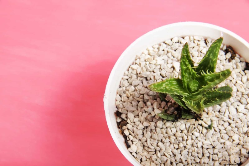 15 Succulents That Thrive Through Summer Downpours—Expert Guide to Rain‑Resistant Plants