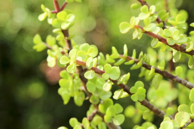 15 Succulents That Thrive Through Summer Downpours—Expert Guide to Rain‑Resistant Plants