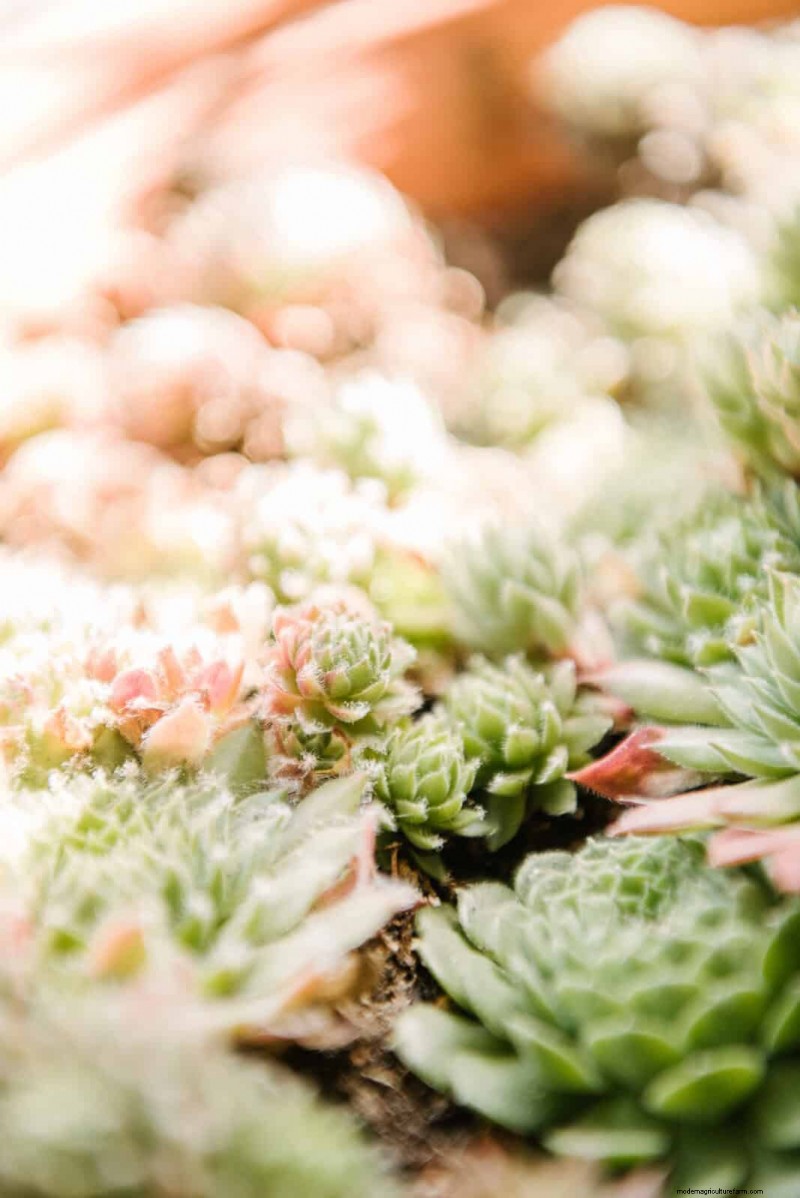 15 Succulents That Thrive Through Summer Downpours—Expert Guide to Rain‑Resistant Plants