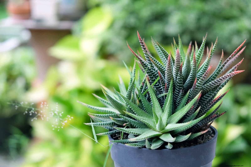 15 Succulents That Thrive Through Summer Downpours—Expert Guide to Rain‑Resistant Plants