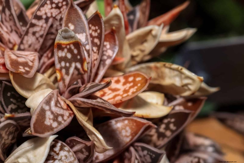 15 Succulents That Thrive Through Summer Downpours—Expert Guide to Rain‑Resistant Plants