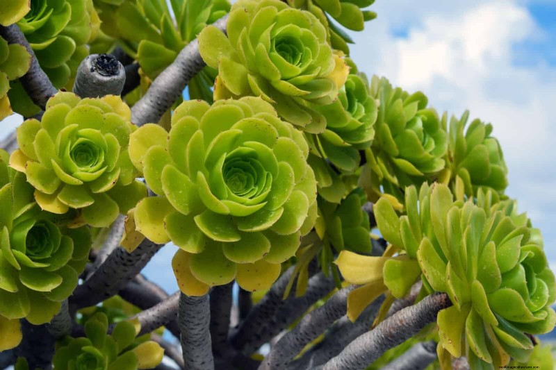 15 Succulents That Thrive Through Summer Downpours—Expert Guide to Rain‑Resistant Plants