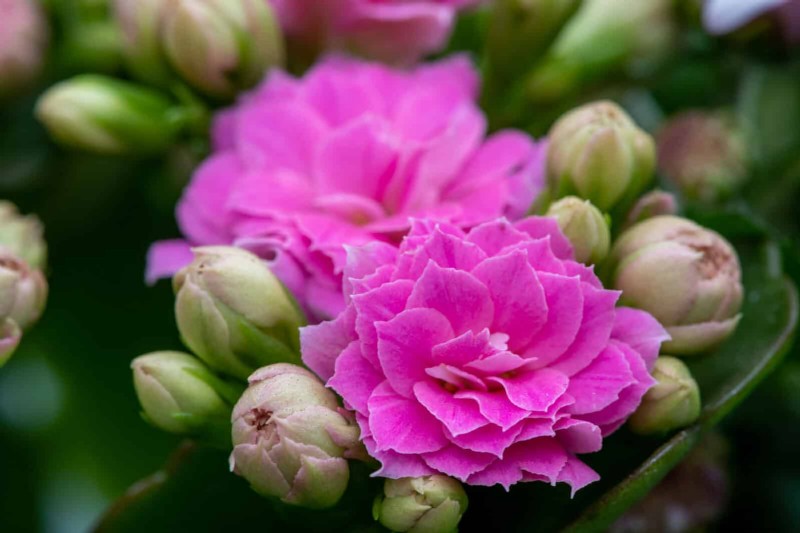 15 Succulents That Thrive Through Summer Downpours—Expert Guide to Rain‑Resistant Plants