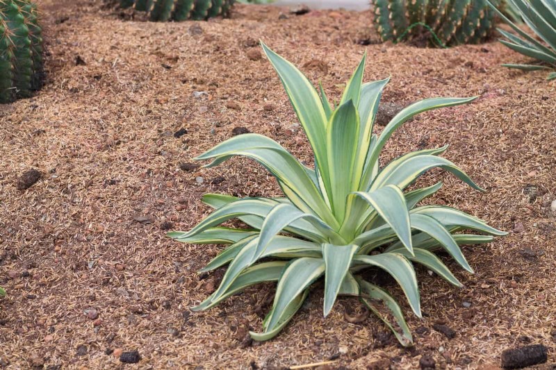 15 Succulents That Thrive Through Summer Downpours—Expert Guide to Rain‑Resistant Plants