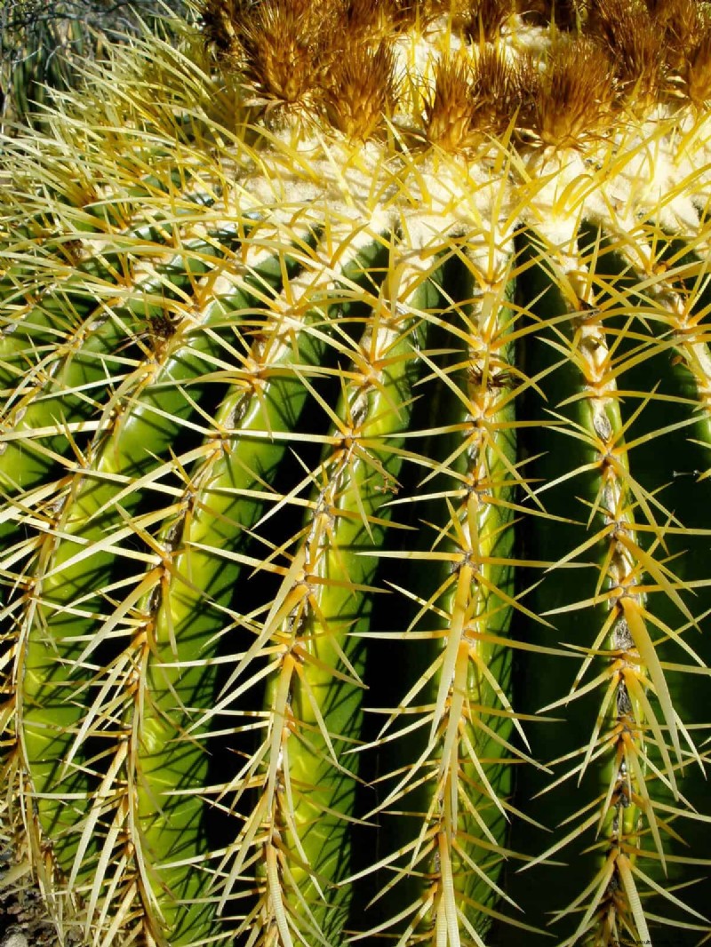 15 Succulents That Thrive Through Summer Downpours—Expert Guide to Rain‑Resistant Plants