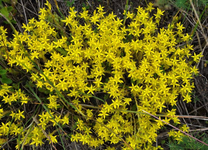 15 Succulents That Thrive Through Summer Downpours—Expert Guide to Rain‑Resistant Plants