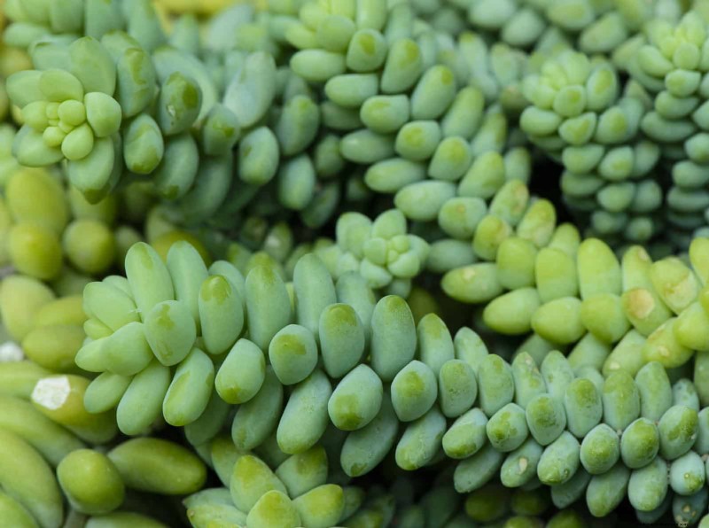 15 Succulents That Thrive Through Summer Downpours—Expert Guide to Rain‑Resistant Plants