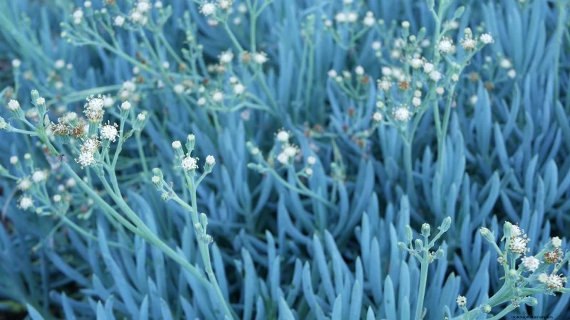 15 Succulents That Thrive Through Summer Downpours—Expert Guide to Rain‑Resistant Plants