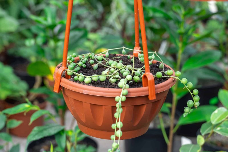 15 Succulents That Thrive Through Summer Downpours—Expert Guide to Rain‑Resistant Plants
