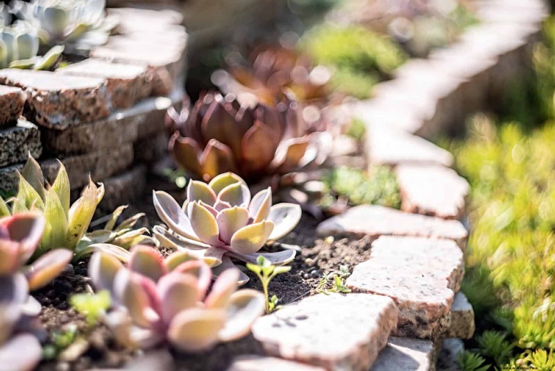 15 Succulents That Thrive Through Summer Downpours—Expert Guide to Rain‑Resistant Plants