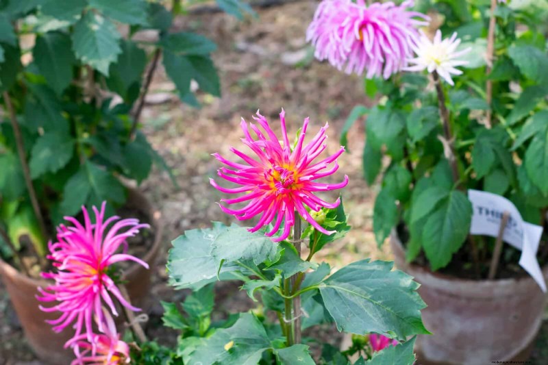 17 Container Garden Ideas to Transform Your Late‑Summer Patio into a Lively Oasis