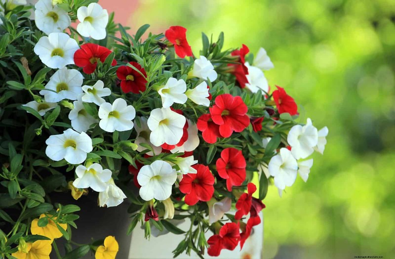 17 Container Garden Ideas to Transform Your Late‑Summer Patio into a Lively Oasis